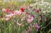 Dianthus - Chabaud Mix