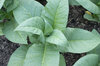 Tobacco - Virginia Bright Leaf
