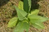 Tobacco - Orinoco White Stem