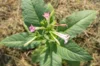 Tobacco - Silk Leaf