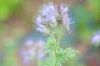 Phacelia - Lacy scorpion-weed