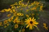 Rudbeckia - Rudbeckia hirta