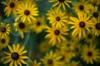 Rudbeckia - Rudbeckia hirta