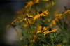 Rudbeckia - Rudbeckia hirta