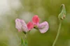 Sweet Pea - Painted Lady