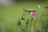 Sweet Pea - Painted Lady