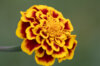 Taget - Sparkler Marigold