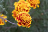 Taget - Sparkler Marigold