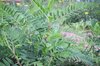 Astragalus - Astragalus canadensis