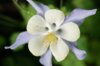 Ancolies - Early-blooming blue columbine