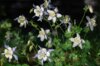 Ancolies - Early-blooming blue columbine