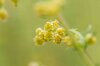 Artemisia - Annual wormwood