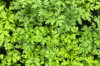 Flowers - 3 Artemisia annua AB plants