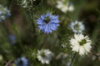 Nigella - Mixed Colors