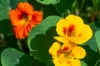 Nasturtiums - Tom Thumb Mix