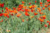 California poppies - Red Chief