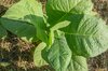 Tobacco - African Red