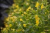 Marvel of Peru - Yellow Flowers