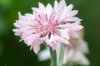 Cornflower - Pink