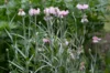 Cornflower - Pink