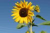Sunflowers - Morning Sun