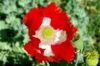 Poppies - Danish Flag