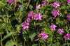 Marvel of Peru - Pink Flowers