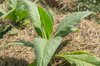Tobacco - Gold Leaf Orinoco