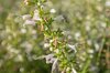 Sage - Salvia mellifera