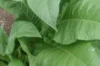 Tobacco - Green Brior