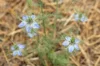 Nigella - Persian Jewels Mix