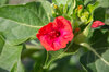 Marvel of Peru - Red Flowers