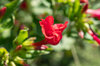 Marvel of Peru - Red Flowers