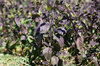Basil and Tulsis - Tulsi Krishna with Purple Leaves