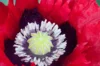 Poppies - Cherry Glow