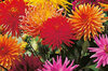 Dahlias - Cactus Flower Blend