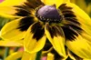 Rudbeckia - Denver Daisy