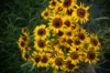 Rudbeckia - Denver Daisy