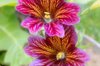 Salpiglossis - Painted Tongue Royal Mix