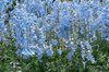 Delphiniums - Belladonna Cliveden