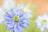 Nigella - Miss Jekyll Dark Blue