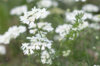 White laceflower - White Finch