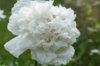 Poppies - Snowball Peony