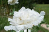 Poppies - Snowball Peony