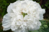 Poppies - Snowball Peony