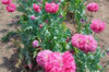Poppies - Fine Petal Pink Peony