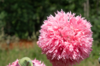 Poppies - Perky Peony Mix