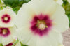 Hollyhock - Halo Cream