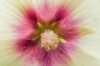 Hollyhock - Halo Cream