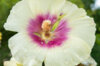 Hollyhock - Halo Cream